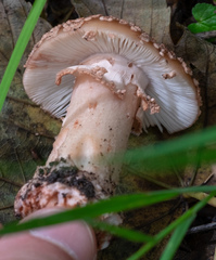 Amanita