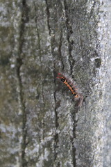 Orvasca subnotata