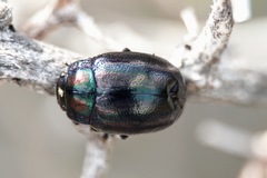 Chrysolina cerealis