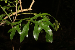 Stenocarpus sinuatus