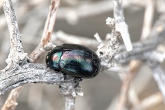 Chrysolina cerealis
