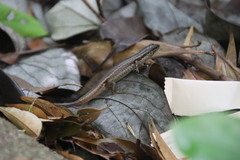 Sphenomorphus incognitus