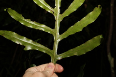 Stenocarpus sinuatus