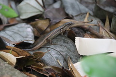 Sphenomorphus incognitus