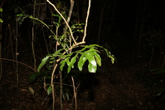 Stenocarpus sinuatus