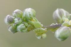 Longicaudus trirhodus