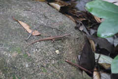 Sphenomorphus incognitus