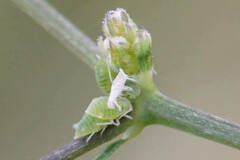 Longicaudus trirhodus