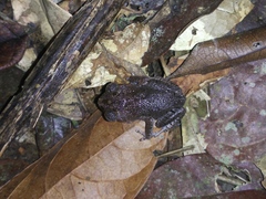 Leptobrachium hasseltii