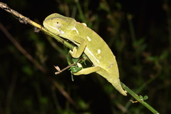 Chamaeleo dilepis