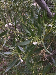 Myoporum montanum