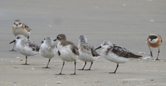 Charadrius leschenaultii