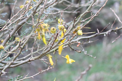 Sophora microphylla iNat (3)