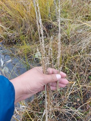 Beckmannia syzigachne