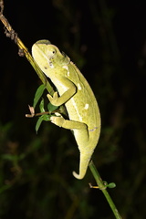 Chamaeleo dilepis