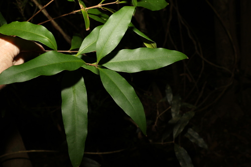 Image of Notelaea johnsonii by (c) Greg Tasney, some rights reserved (CC BY-SA)