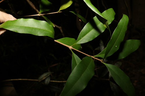 Image of Notelaea johnsonii by (c) Greg Tasney, some rights reserved (CC BY-SA)