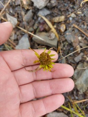 Bidens radiata