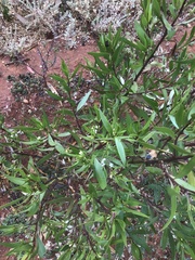 Myoporum montanum