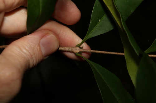 Image of Notelaea johnsonii by (c) Greg Tasney, some rights reserved (CC BY-SA)
