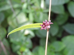 Hemidesmus indicus