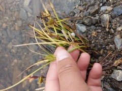 Carex bohemica