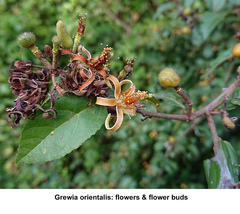 Grewia orientalis