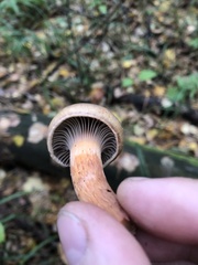 Chroogomphus rutilus