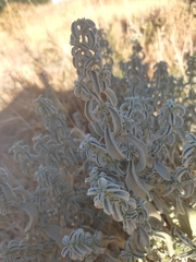 Mercurialis tomentosa
