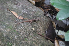 Sphenomorphus incognitus