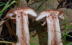 Amanita