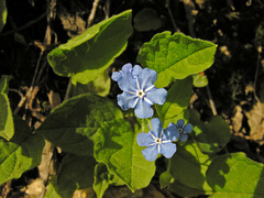 Omphalodes verna