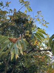 Juglans ailantifolia