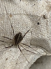 Opilio saxatilis