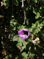 Xylocopa violacea