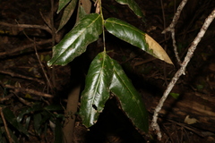 Mischocarpus australis