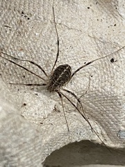 Opilio saxatilis