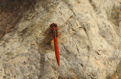 Diplacodes haematodes