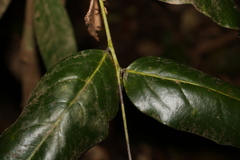 Mischocarpus australis