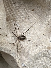 Opilio saxatilis