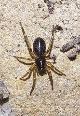 Trachelidae