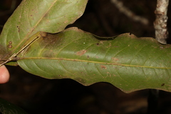 Mischocarpus australis