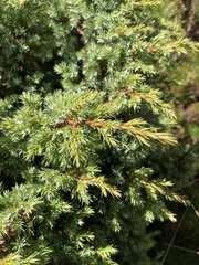 Juniperus formosana