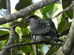 Lopholaimus antarcticus