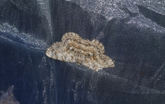 Hypomecis subdetractaria