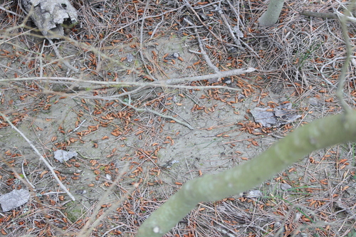 Sophora microphylla