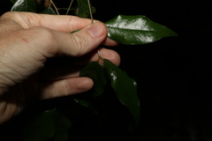 Syzygium francisii