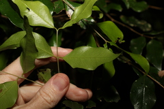 Syzygium francisii
