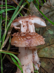 Amanita