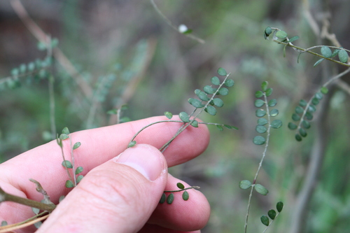 Sophora microphylla